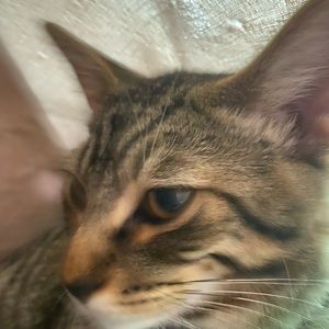 Meet your Posher, Connor